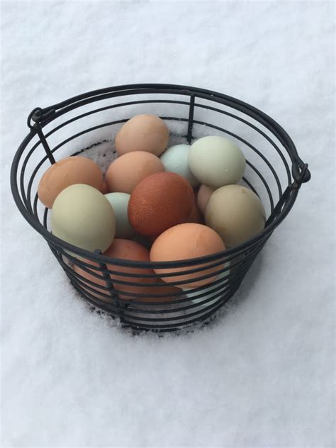 Pasture-Raised Chicken Eggs – Lucky Lane Farm