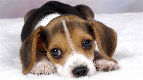 Puppy dog eyes Blank Template - Imgflip