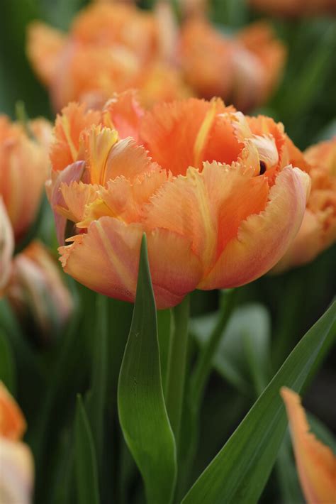 Day Use Royal Tulip - Tulip bulbs Royal Centennial - amazing new peonyflowering tulip ...