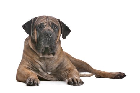 67 Boerboel Photos, Pictures And Background Images For Free Download ...