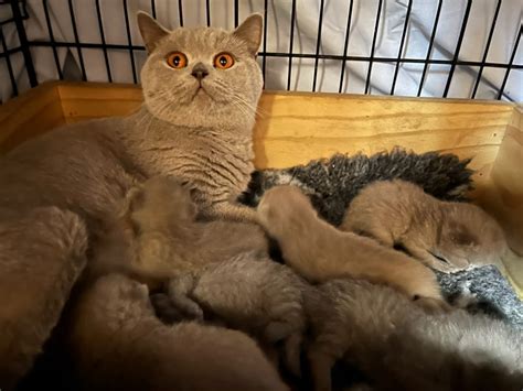 foxwood british shorthairs boutique british shorthair cattery