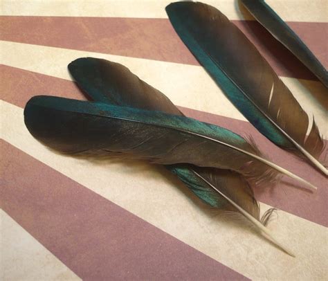 Symbolic Meaning of Starling Feathers: Adaptability and Social Etiquette