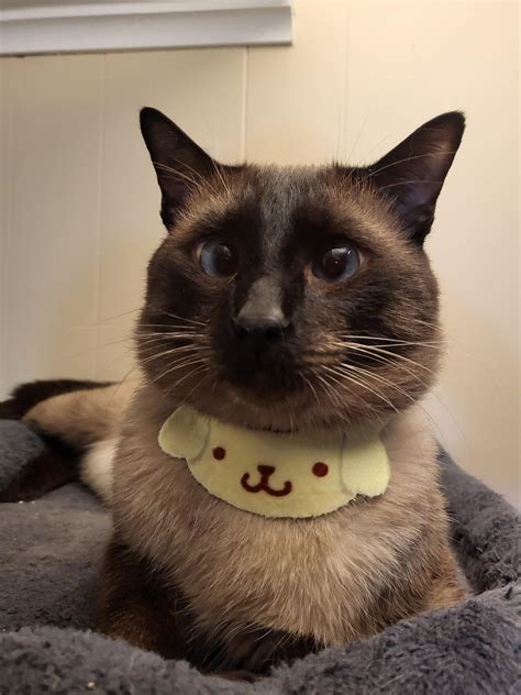 cats that look like siamese 5
