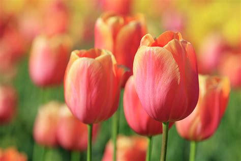 Pink and Orange Tulips Photograph by Catherine Avilez - Pixels