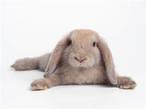 Free picture: Adorable grey bunny rabbits minimalism studio photography