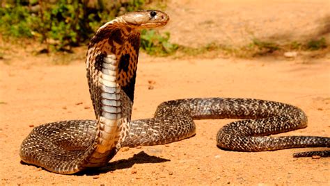 COBRA (Características, Qué come, Dónde vive, Cómo nace...)