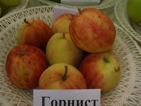 Яблоня Горнист: описание сорта и характеристики. Когда собирать и ...