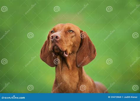 Magyar Viszla stock photo. Image of outdoors, space, portrait - 33472868