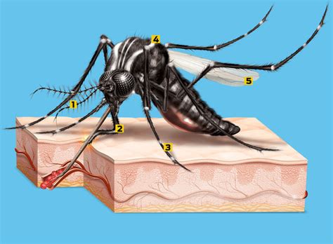 Como Fica O Local Da Picada Do Mosquito Da Dengue - BREJINHO ONLINE: Como é a anatomia do mosquito da dengue?