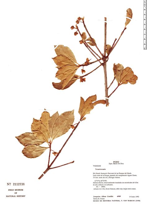 Ternstroemia klugiana | Herbário Rapid Reference | The Field Museum