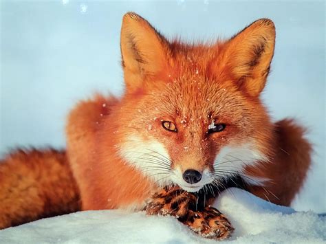 Рыжая лиса (Много фото!) - treepics.ru