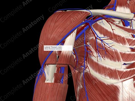 Lateral Thoracic Vein | Complete Anatomy