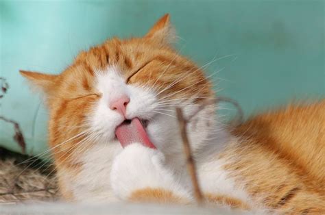 nama kucing pembawa rezeki  keberuntungan jantan  betina