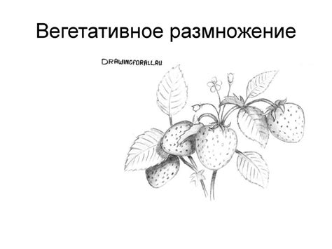 Размножение растений - презентация онлайн