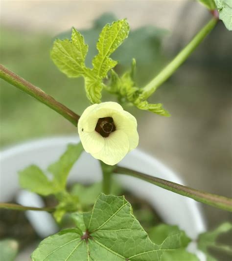 Okra beginning to flower : r/gardening