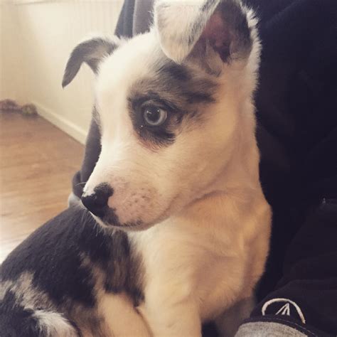 Blue Heeler Rescue: Meet Cody!