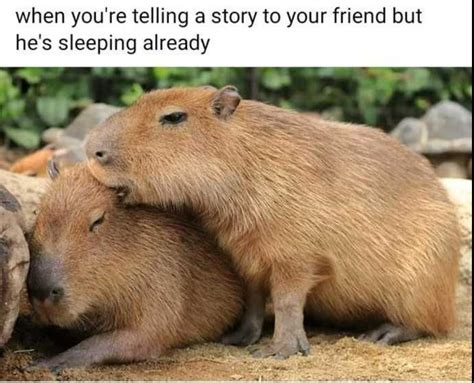 Capybara Meme - IdleMeme | Capybara, Cute animals, Animals