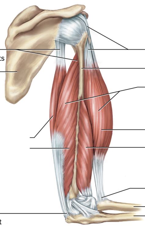 Upper Arm Diagram | Quizlet