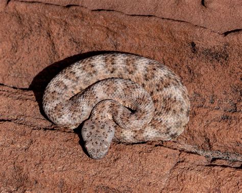 The Speckled Rattlesnake | Wetlands Park Friends