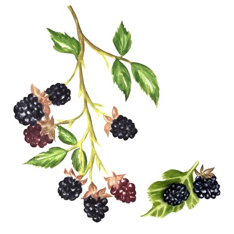 Premium Photo | Hand-drawn watercolor blackberry twig with juicy