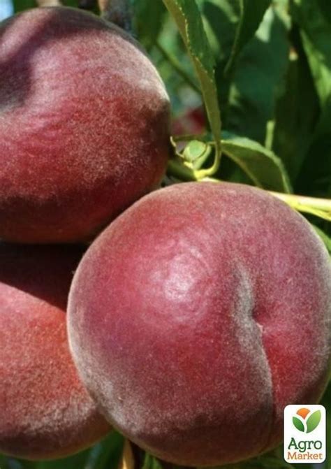 Персик "Роял Маджестик" купити поштою в Одесі, Києві, Україні | Agro ...