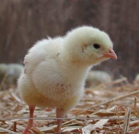 chick – Biodynamic Agricultural College