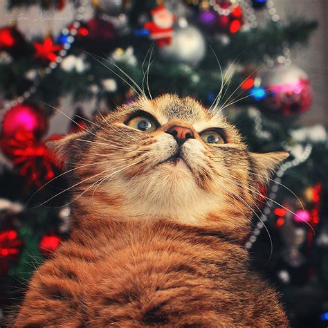 omg  zoranphoto  deviantart