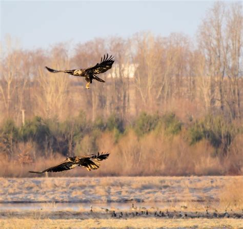 Fishing Eagles Photograph by Bonfire Photography