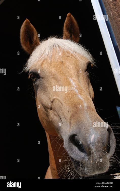 funny horse head close portrait Stock Photo - Alamy