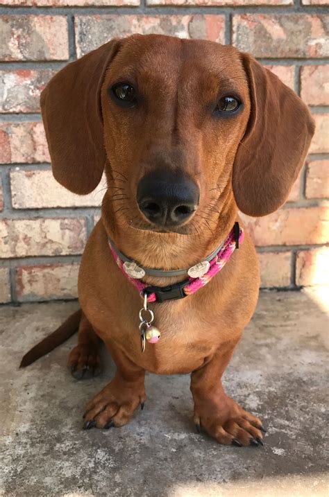 Dachshund Portrait #3 - Short Haired Red Miniature Dachshund
