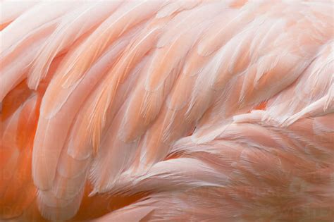 Feathers of pink flamingo, close-up stock photo