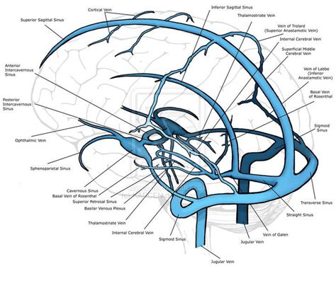 Venous | Anatomy, Medical anatomy, Human anatomy and physiology