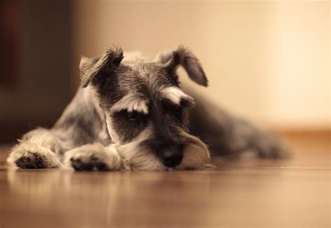 40,000+ Free Schnauzer Dog & Schnauzer Photos - Pixabay