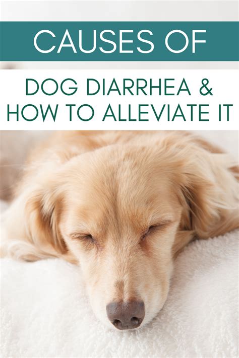 how to help your dog's diarrhea