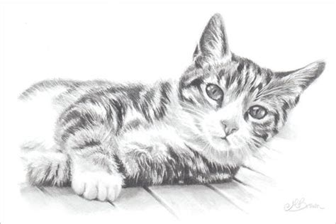 Tabby Cat Sketch at PaintingValley.com | Explore collection of Tabby ...