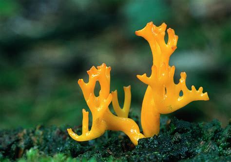 Jelly Antler-fungus Photograph by Nigel Downer - Fine Art America