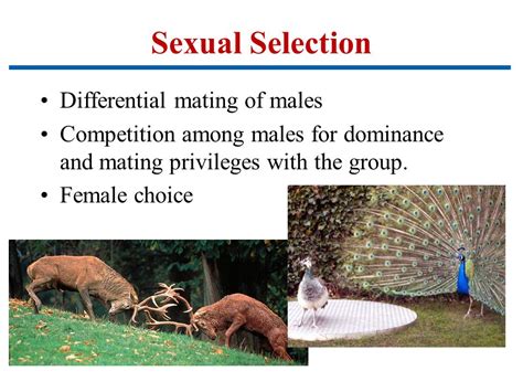 Natural Selection affects populations in a variety of ways - ppt download