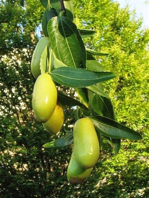 Зизифус настоящий, или китайский финик (унаби) — Ziziphus jujube Mill ...