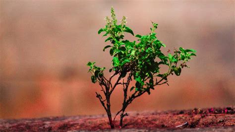 Tulsi plant. The Tulsi plant is a sacred traditional… | by Santhiflower ...