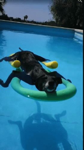 Pool Dog GIF - Pool Dog Chilling - Discover & Share GIFs