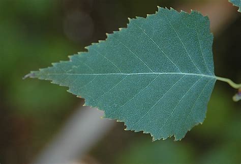 Betula platyphylla | Landscape Plants | Oregon State University