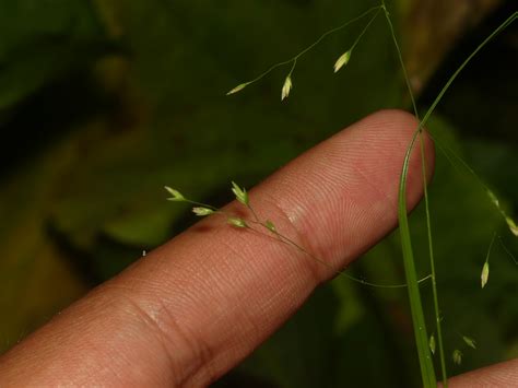 Poa paludigena (Bog Bluegrass) - FSUS