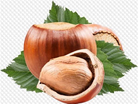 30 PNG, зерно PNG, злаки PNG, орехи PNG, желуди PNG изображения на ...