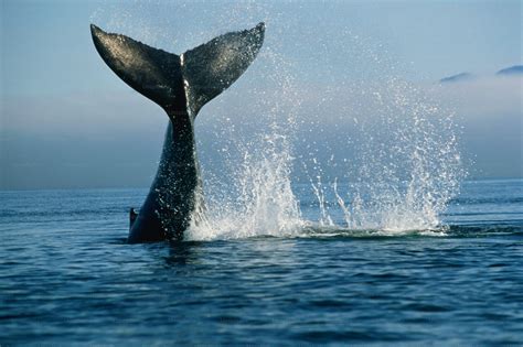 100+ Whale Tail Pictures | Download Free Images on Unsplash
