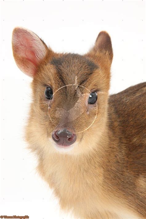 muntjac deer pet alberta pet spare