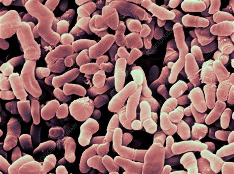 Propionibacterium Acnes Bacteria