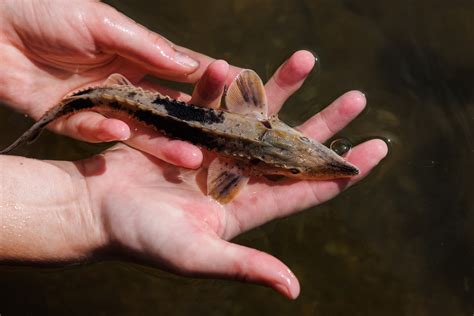 Over 600 Lake Sturgeon released into Tennessee River in Chattanooga