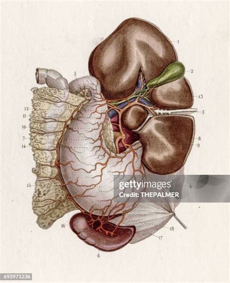 vascular tissue   premium high res pictures getty images