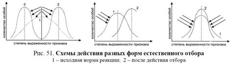 Лабораторная работа №4 Естественный отбор - движущий и направляющий ...