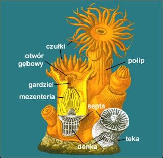 Fosils from Estonia: Koraļļi